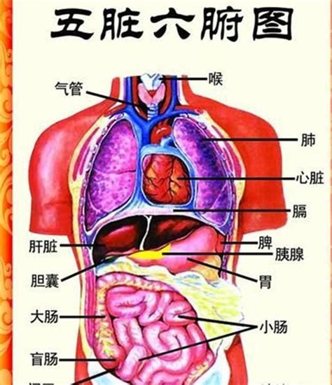 五腑|五脏六腑